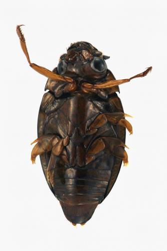 Gyrinus urinator